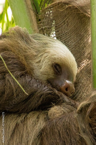 Obraz Bradipo che dorme