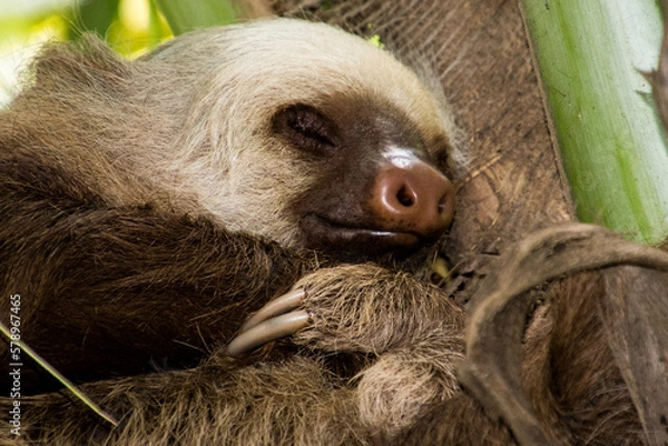 Obraz bradipo che dorme