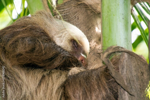 Obraz bradipo che dorme