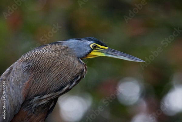 Obraz ritratto di uccello