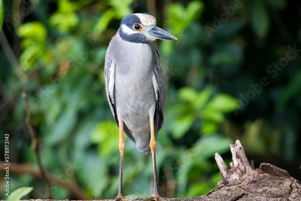 Obraz primo piano di uccello
