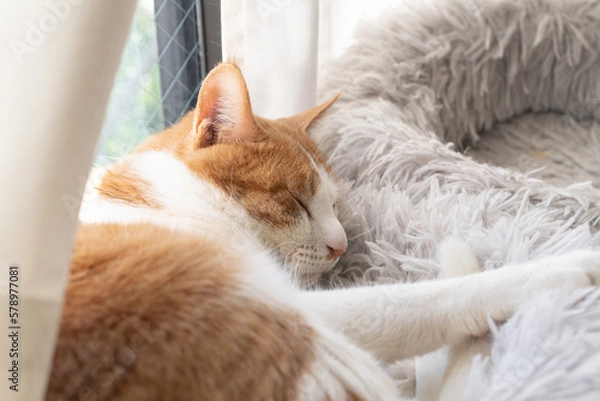 Fototapeta 窓辺で眠る猫　茶トラ白