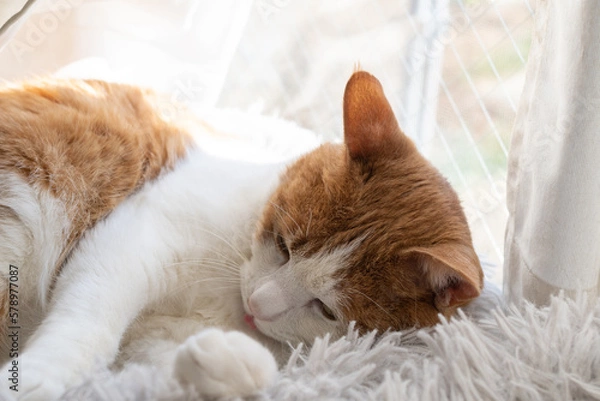 Fototapeta 窓辺で眠る猫　茶トラ白