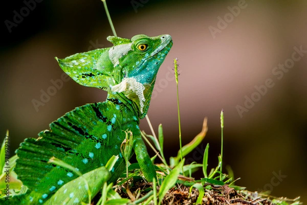 Obraz basilisco ritratto