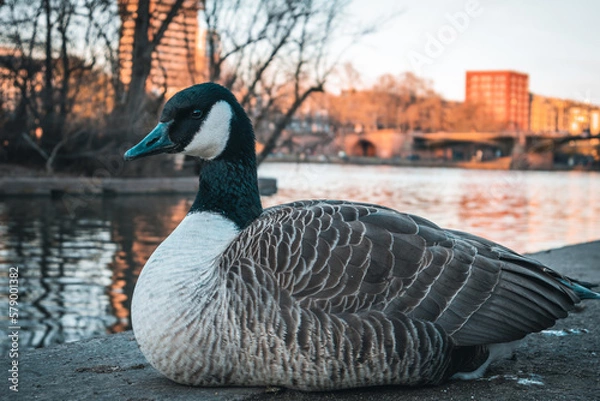 Obraz Duck sitting in front of a river, Frankfurt
