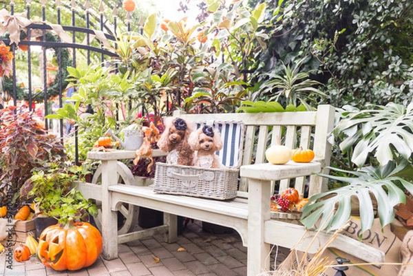 Obraz トイプードル　モニカ＆マリア