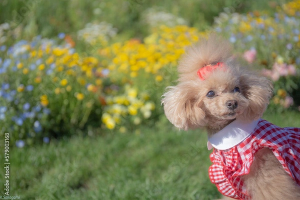 Fototapeta トイプードル　モニカ＆マリア