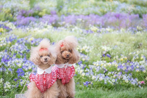 Fototapeta トイプードル　モニカ＆マリア