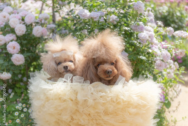 Obraz トイプードル　モニカ＆マリア