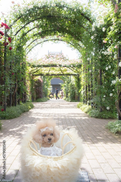 Obraz トイプードル　モニカ＆マリア