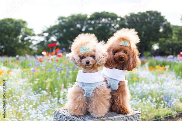 Fototapeta トイプードル　モニカ＆マリア
