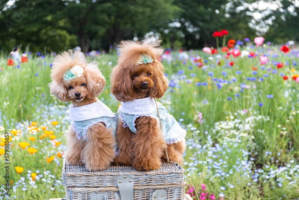 Obraz トイプードル　モニカ＆マリア