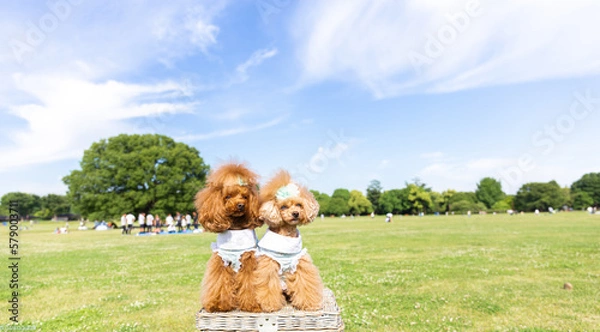 Obraz トイプードル　モニカ＆マリア