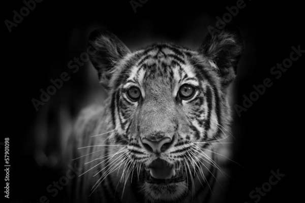Fototapeta The side face portrait of tiger for background use