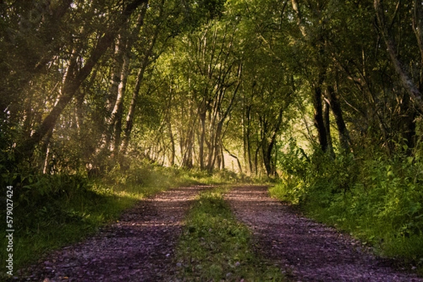 Obraz Path in the Woods