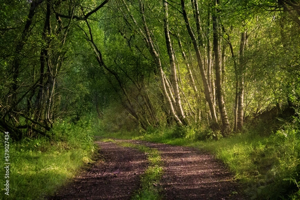 Obraz Path in the Forest