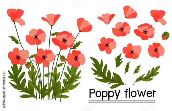 Obraz red poppies on white background