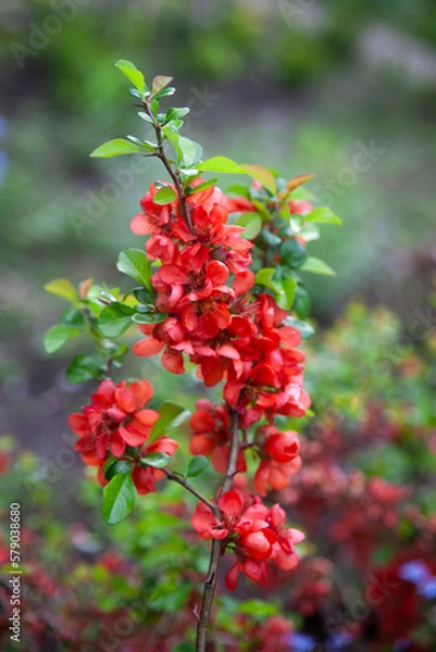 Obraz Beautiful botanical garden