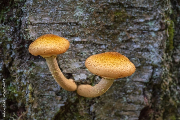 Obraz Closeup of Honey fungus (Armillaria mellea) mushrooms growing on the grey tree trunk
