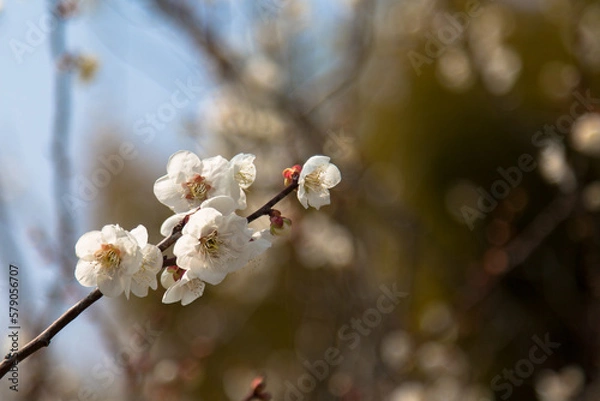 Obraz 月ヶ瀬梅林