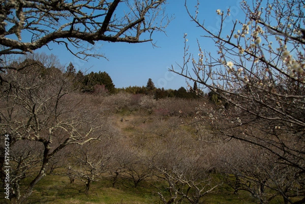 Obraz 月ヶ瀬梅林