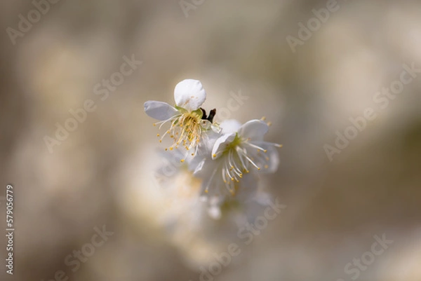 Fototapeta 月ヶ瀬梅林