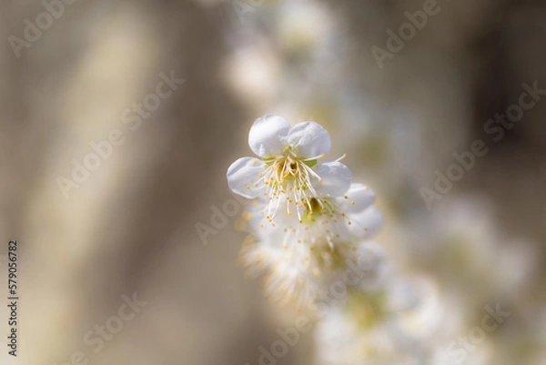 Fototapeta 月ヶ瀬梅林