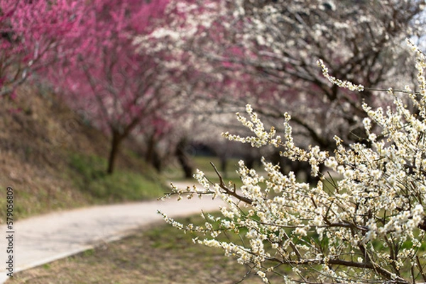 Obraz 月ヶ瀬梅林