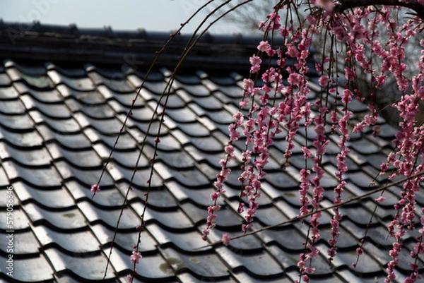 Obraz 月ヶ瀬梅林