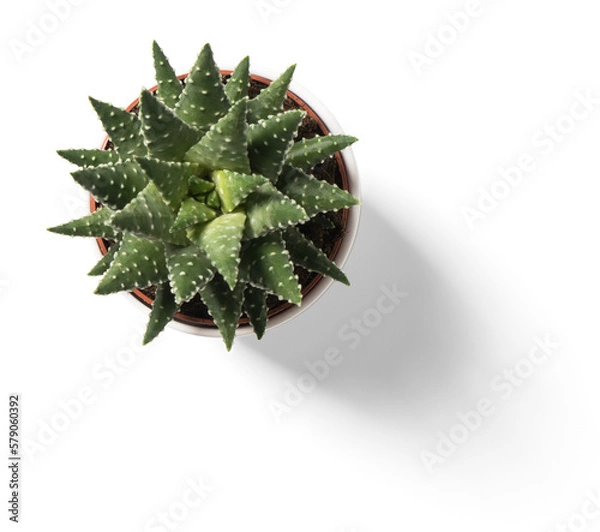 Obraz Succulent Plant