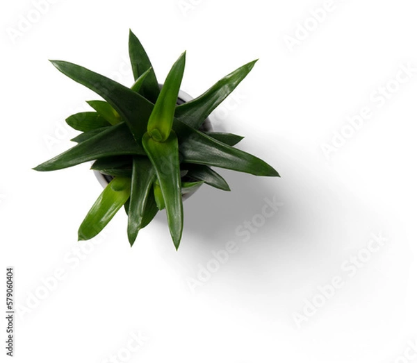 Obraz Succulent Plant