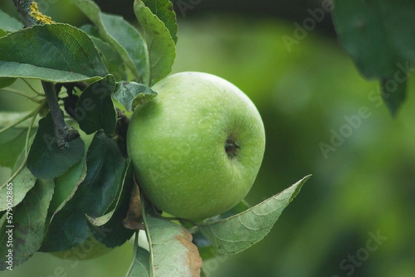 Obraz Golden Delicious Apple. Fresh green juicy apple on a fruit tree in the organic garden. Shallow depth of field. Closeup