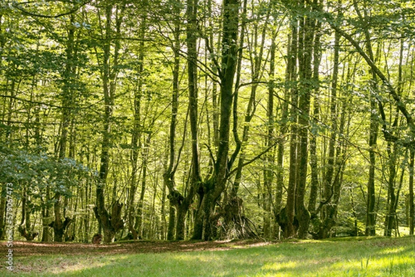 Fototapeta Beech forest in a sunny day.