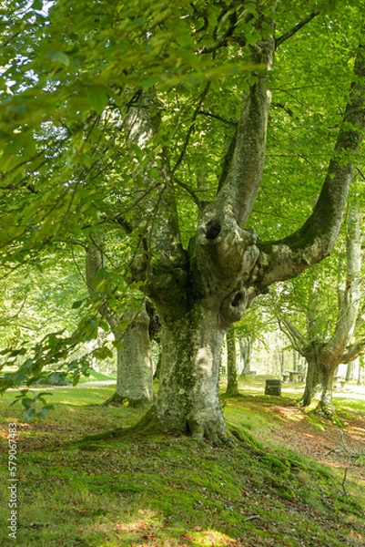Fototapeta Beech tree in a sunny day.