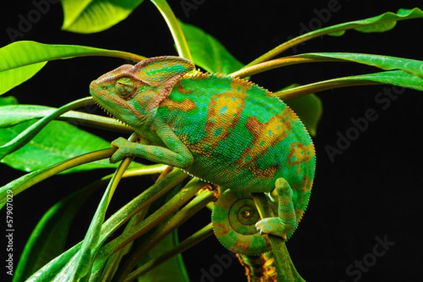 Obraz Jeden Jemen Chameleon