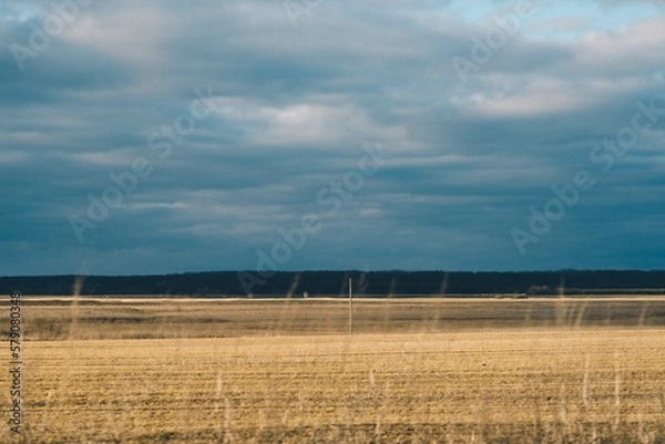 Fototapeta field of wheat