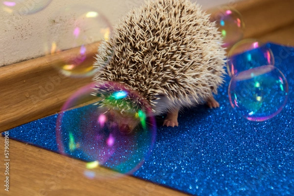 Obraz hedgehog with christmas tree