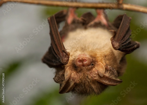 Obraz Plecotus auritus