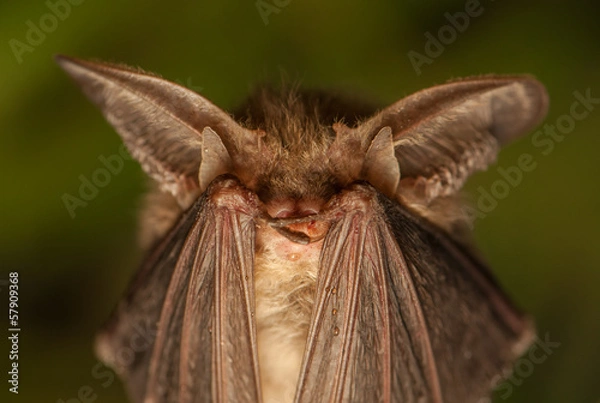 Obraz Plecotus anritus