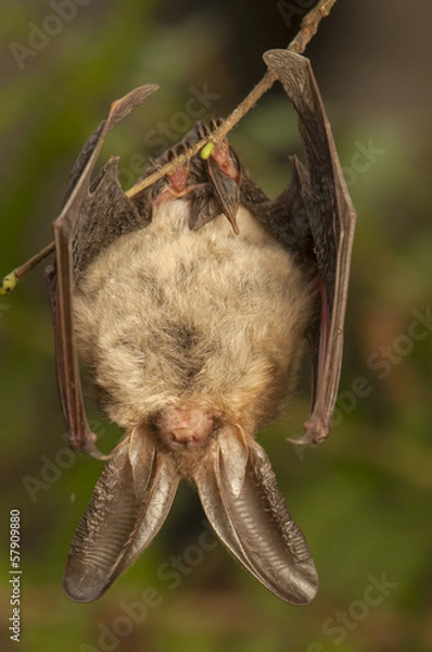 Obraz Plecotus anritus