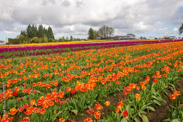 Obraz Tulip Farm, Portland, Oregon