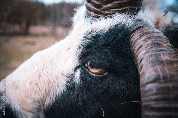 Obraz Close up of a sheep head
