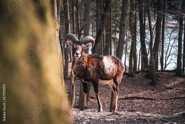 Obraz Ibex behind a tree