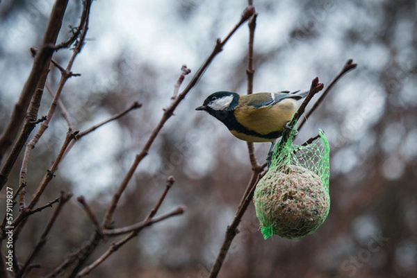 Obraz Great tit searching for food