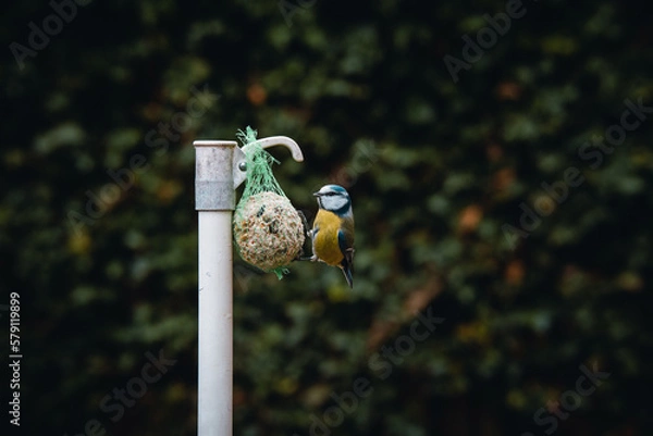 Obraz Great tit searching for food