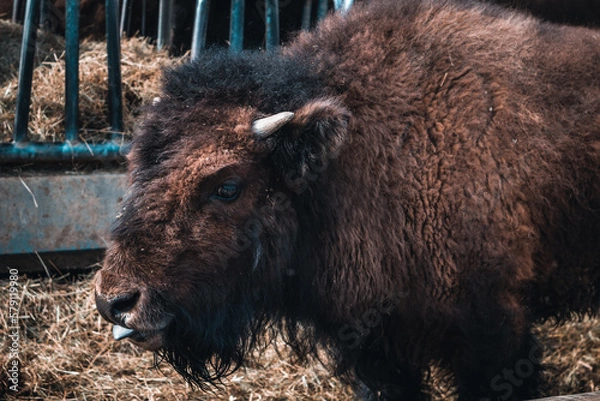 Obraz Bison, zoo