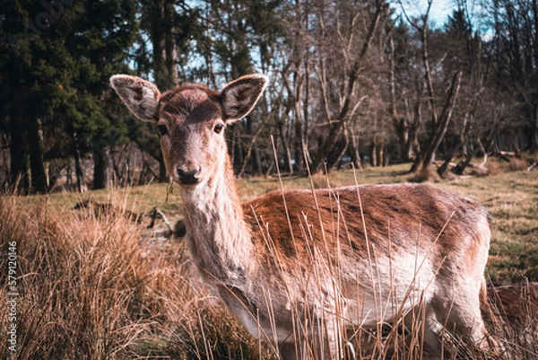 Obraz Fallow deer doe (female)