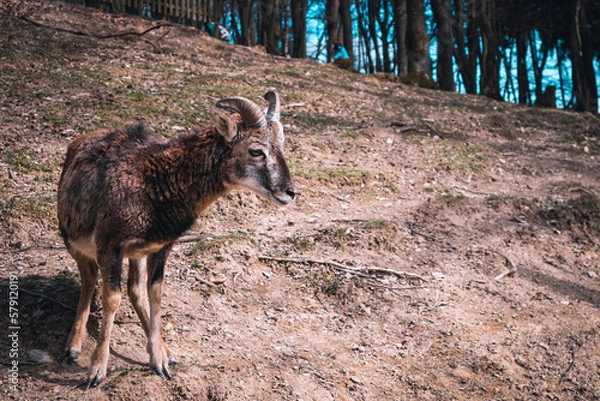 Obraz Goat in the forest