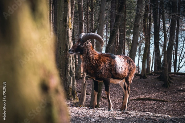 Obraz Ibex behind a tree