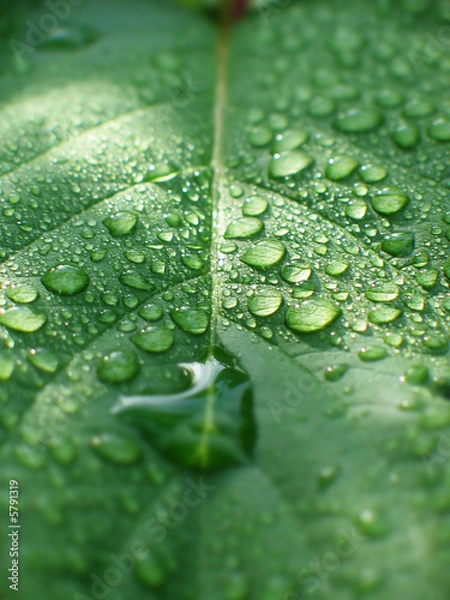 Obraz Gouttes d'eau sur feuille verte